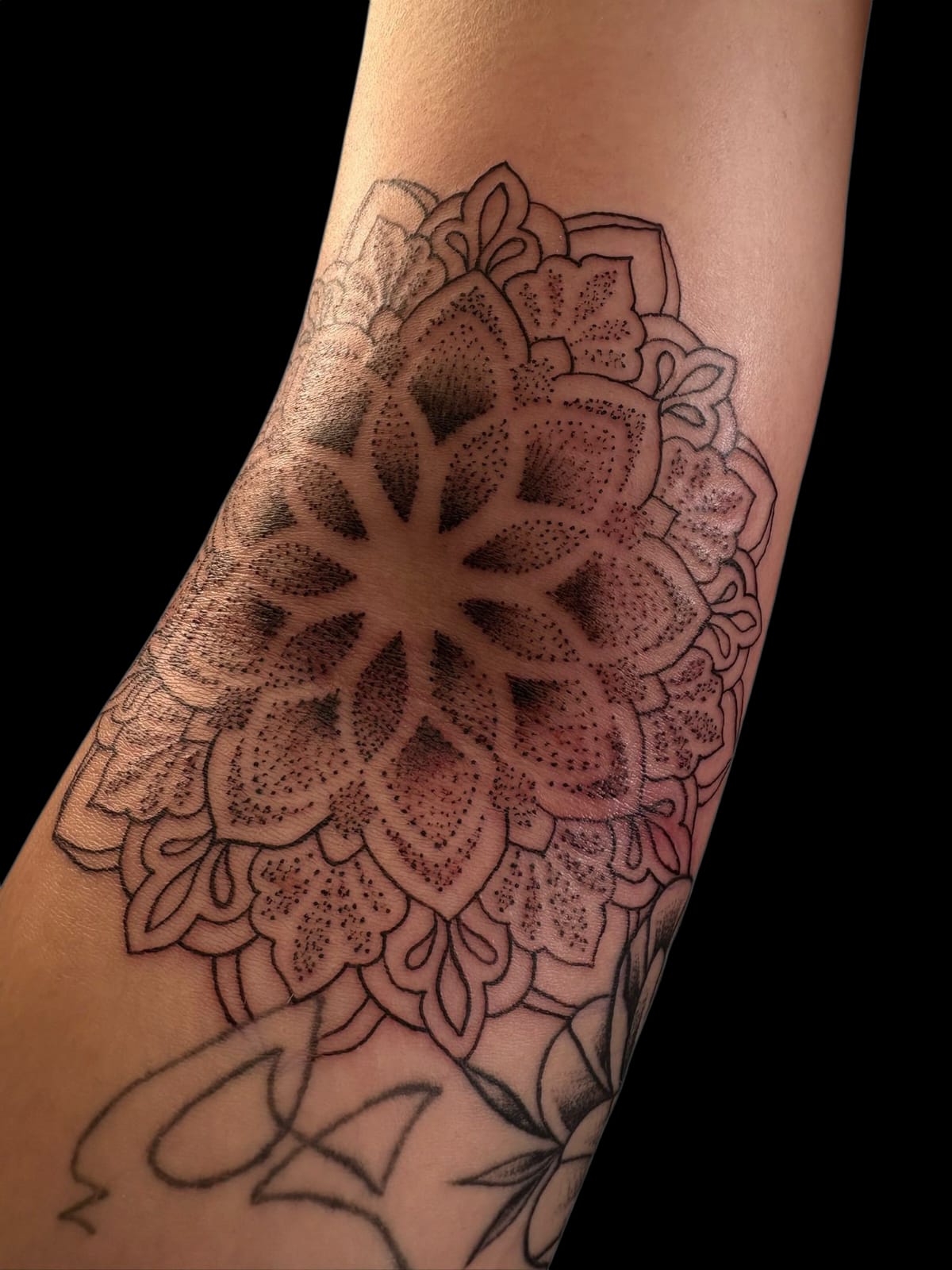 Noah Dots – Image 1